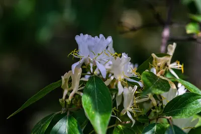 Lonicera caprifolium (Tuinkamperfoelie) klimplant - afbeelding 5