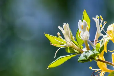 Lonicera caprifolium (Tuinkamperfoelie) klimplant - afbeelding 6