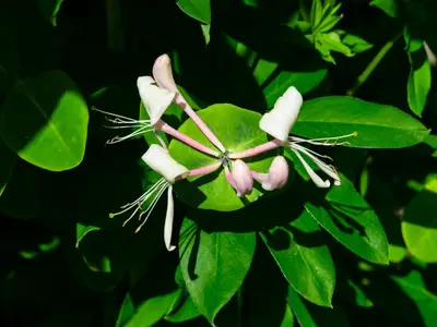 Lonicera caprifolium (Tuinkamperfoelie) klimplant - afbeelding 4
