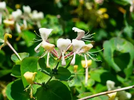 Lonicera caprifolium (Tuinkamperfoelie) klimplant - afbeelding 7