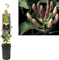 Lonicera caprifolium (Tuinkamperfoelie) klimplant 75cm kopen?