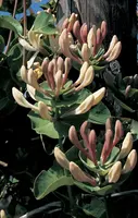 Lonicera caprifolium (Tuinkamperfoelie) klimplant 75cm - afbeelding 3