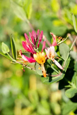 Lonicera 'Dropmore Scarlet' (Kamperfoelie) klimplant - afbeelding 8