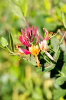 Lonicera 'Dropmore Scarlet' (Kamperfoelie) klimplant - afbeelding 8