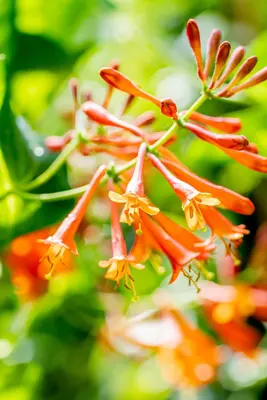 Lonicera 'Dropmore Scarlet' (Kamperfoelie) klimplant - afbeelding 12