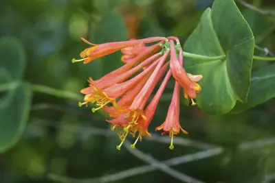 Lonicera 'Dropmore Scarlet' (Kamperfoelie) klimplant - afbeelding 5