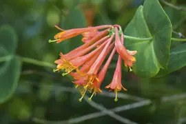 Lonicera 'Dropmore Scarlet' (Kamperfoelie) klimplant - afbeelding 5