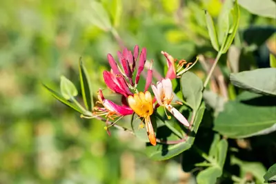 Lonicera 'Dropmore Scarlet' (Kamperfoelie) klimplant - afbeelding 6