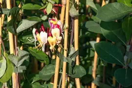 Lonicera 'Dropmore Scarlet' (Kamperfoelie) klimplant - afbeelding 7