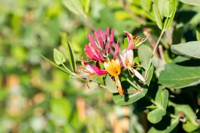 Lonicera 'Dropmore Scarlet' (Kamperfoelie) klimplant - afbeelding 9
