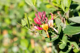 Lonicera 'Dropmore Scarlet' (Kamperfoelie) klimplant - afbeelding 9