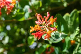 Lonicera 'Dropmore Scarlet' (Kamperfoelie) klimplant - afbeelding 10
