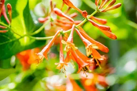 Lonicera 'Dropmore Scarlet' (Kamperfoelie) klimplant - afbeelding 11