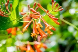 Lonicera 'Dropmore Scarlet' (Kamperfoelie) klimplant - afbeelding 13
