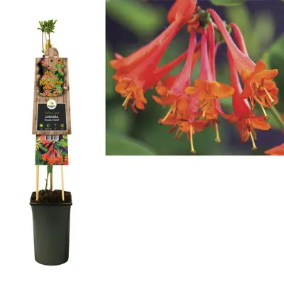 Lonicera 'Dropmore Scarlet' (Kamperfoelie) klimplant - afbeelding 2