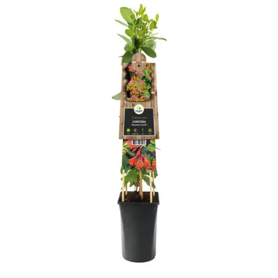 Lonicera 'Dropmore Scarlet' (Kamperfoelie) klimplant - afbeelding 3