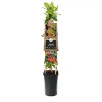 Lonicera 'Dropmore Scarlet' (Kamperfoelie) klimplant - afbeelding 3