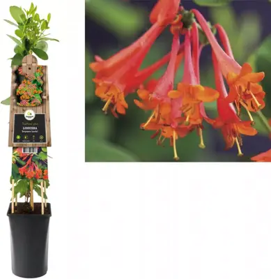 Lonicera 'Dropmore Scarlet' (Kamperfoelie) klimplant 75cm - afbeelding 1