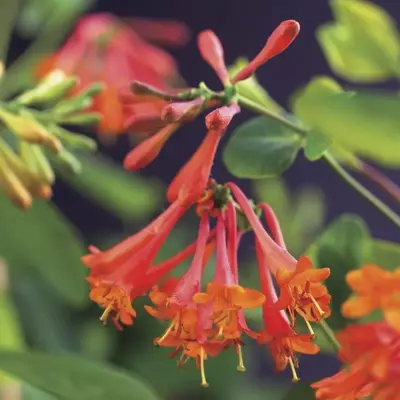 Lonicera 'Dropmore Scarlet' (Kamperfoelie) klimplant 75cm - afbeelding 4