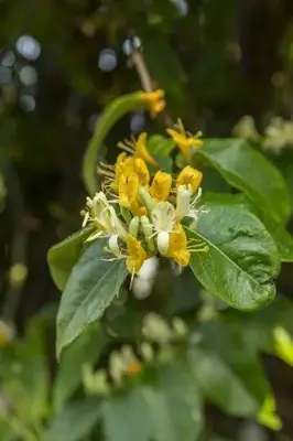 Lonicera h. 'Copper Beauty' PBR (Kamperfoelie) klimplant - afbeelding 4