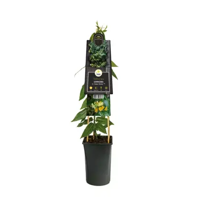 Lonicera h. 'Copper Beauty' PBR (Kamperfoelie) klimplant - afbeelding 3