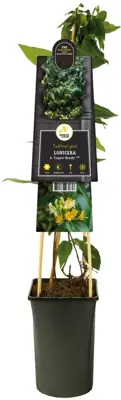 Lonicera h. 'Copper Beauty' PBR (Kamperfoelie) klimplant 75cm - afbeelding 2