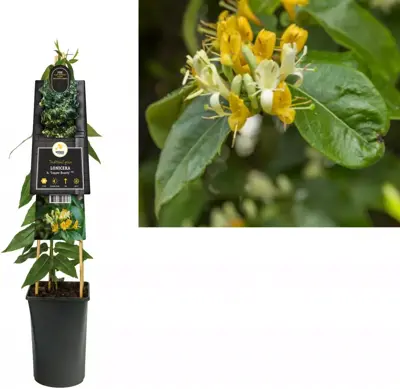 Lonicera h. 'Copper Beauty' PBR (Kamperfoelie) klimplant 75cm - afbeelding 1