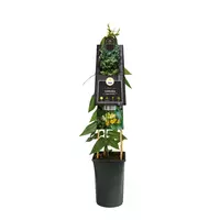 Lonicera h. 'Copper Beauty' PBR (Kamperfoelie) klimplant 75cm - afbeelding 3