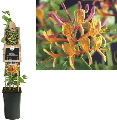 Lonicera heckrottii 'American Beauty' (Kamperfoelie) klimplant - afbeelding 1