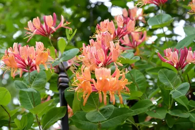 Lonicera heckrottii 'American Beauty' (Kamperfoelie) klimplant - afbeelding 3