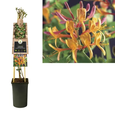 Lonicera heckrottii 'American Beauty' (Kamperfoelie) klimplant - afbeelding 2