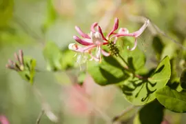 Lonicera heckrottii goldflame (Kamperfoelie) klimplant 115cm - afbeelding 6