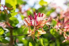 Lonicera heckrottii goldflame (Kamperfoelie) klimplant 115cm - afbeelding 8