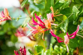 Lonicera heckrottii goldflame (Kamperfoelie) klimplant 115cm - afbeelding 10
