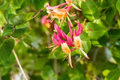 Lonicera heckrottii goldflame (Kamperfoelie) klimplant 115cm - afbeelding 11