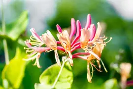 Lonicera heckrottii goldflame (Kamperfoelie) klimplant 115cm - afbeelding 14
