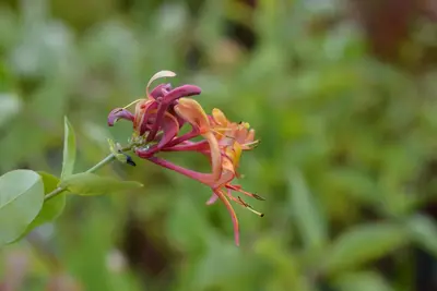 Lonicera heckrottii goldflame (Kamperfoelie) klimplant 115cm - afbeelding 2