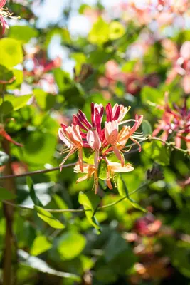 Lonicera heckrottii goldflame (Kamperfoelie) klimplant 115cm - afbeelding 9