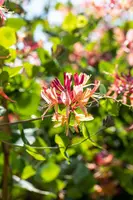 Lonicera heckrottii goldflame (Kamperfoelie) klimplant 115cm - afbeelding 9