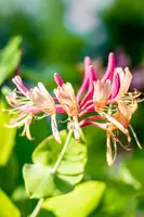 Lonicera heckrottii goldflame (Kamperfoelie) klimplant 115cm - afbeelding 12