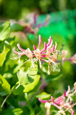 Lonicera heckrottii goldflame (Kamperfoelie) klimplant 115cm - afbeelding 13
