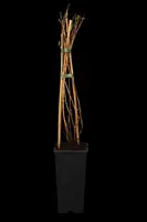 Lonicera heckrottii 'Goldflame' (Kamperfoelie) klimplant - afbeelding 4