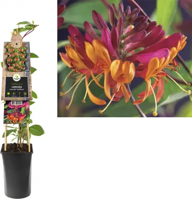 Lonicera heckrottii 'Goldflame' (Kamperfoelie) klimplant - afbeelding 1