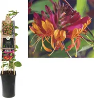 Lonicera heckrottii 'Goldflame' (Kamperfoelie) klimplant - afbeelding 1