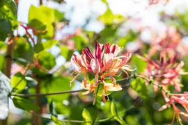 Lonicera heckrottii goldflame (Kamperfoelie) klimplant - afbeelding 7