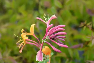 Lonicera heckrottii goldflame (Kamperfoelie) klimplant - afbeelding 1