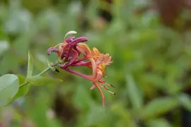 Lonicera heckrottii goldflame (Kamperfoelie) klimplant - afbeelding 2