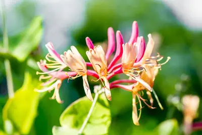Lonicera heckrottii 'Goldflame' (Kamperfoelie) klimplant - afbeelding 13