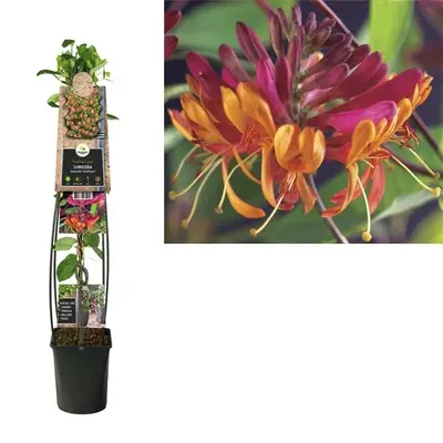 Lonicera heckrottii goldflame (Kamperfoelie) klimplant - afbeelding 3
