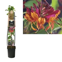 Lonicera heckrottii goldflame (Kamperfoelie) klimplant - afbeelding 3
